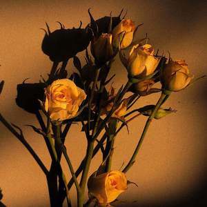 亚洲怡红院在线观看
